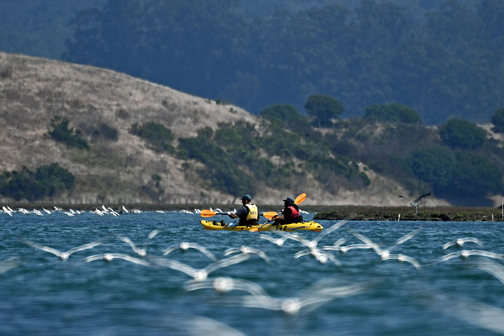 a flock of elegant terns skim the green blue water which meets rolling brown hillsides on the horizon, a pair ride atop a yellow kayak amongst the birds of Elkhorn Slough